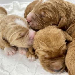 Goldendoodle Puppies from Cane Creek Goldendoodles