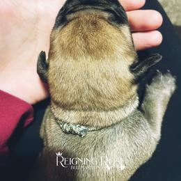 Bullmastiff Puppies from Reigning Rose Bullmastiffs