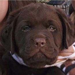 Labrador Retrievers from Whimsical Farms Labrador Retrievers