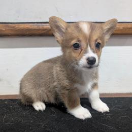 Stormy - Sable female Pembroke Welsh Corgi puppy in Brandon, Mississippi from Jenny May’s Corgis