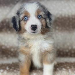 Cookie - Blue merle male Miniature Australian Shepherd puppy in Bedias, Texas from JSK Aussie and Cavaliers