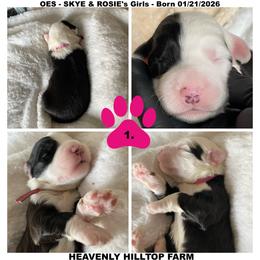 Goldendoodle, Old English Sheepdog, Poodle, and Sheepadoodle Puppies from Heavenly Hilltop Farm