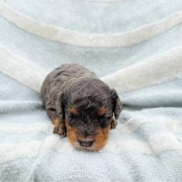 F1b Lenny  (choc carrier) - Merle male Cavapoo puppy in Wamego, Kansas from Doodles of Oz