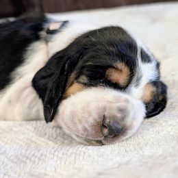 Amos- Silver Collar - Black white and tan male Basset Hound puppy in Duchesne, Utah from HI Desert Hounds