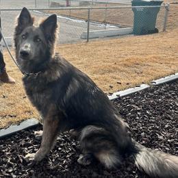 Hestie - German Shepherd