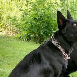Dutch Shepherds and German Shepherds from Settlement Shepherds