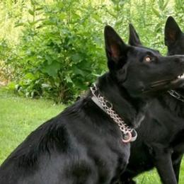 Dutch Shepherds and German Shepherds from Settlement Shepherds