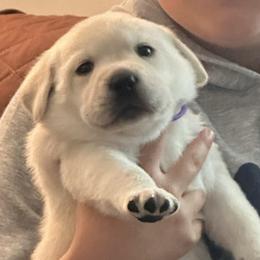 Girl 3 - Yellow female Labrador Retriever puppy in Kingfield, Maine from Maynard’s Labs