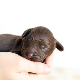 Green - Chocolate male Australian Labradoodle puppy in Williamstown, New York from Lewis Manor Labradoodles
