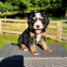 Atlas - Tri-color male Bernedoodle puppy in Sugarcreek, Ohio from Cuddly Companion Doodles