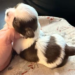 Red and white liver - Tricolor female Shih Tzu puppy in Citrus Heights, California from The Lion dog Shih Tzu