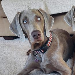 Long Haired Weimaraners and Weimaraners from Wiregrassweimaranerstoo