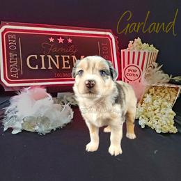 Garland - The Songbird - Blue merle female Australian Shepherd puppy in Pittsville, Wisconsin from Match Dot Pup