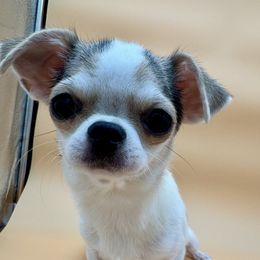 Pumpkin - Black and tan female Chihuahua puppy in Smyrna, Georgia from GeorgiasChihuahuas