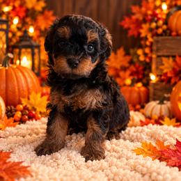 Praline - Black and tan female Cavapoo puppy in Myrtle Beach, South Carolina from Colorful-K9'S