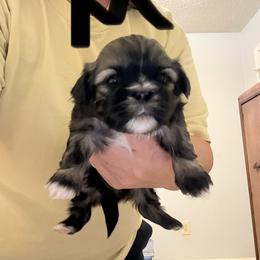 Cody - Tricolor male Shih Tzu puppy in Boiling Springs, South Carolina from Sherry Whiteside's Shih Tzus