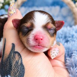 Casanova - Tan and white male Yorkshire Terrier puppy in Warren, Michigan from Danielle's Yorkie Babies