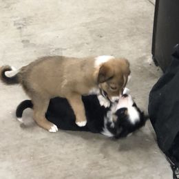 Border Collie Puppies from Burke BC’s