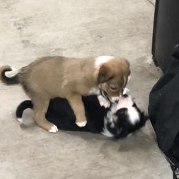 Border Collie Puppies from Burke BC’s