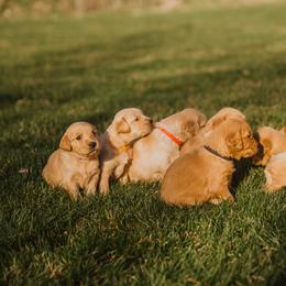 Golden Retriever Puppies from Rocky Mountain Field Goldens