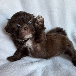 AKC  Cowboy Woody - Chocolate male Shih Tzu puppy in Las Vegas, Nevada from Vegas Shih Tzus
