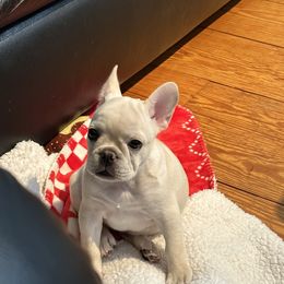 Boston Terrier and French Bulldog Puppies from Classic Boston Terriers and French Bulldogs