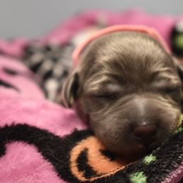 Dilute Retriever Puppies from Wicked Pines Retrievers