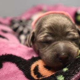 Dilute Retriever Puppies from Wicked Pines Retrievers