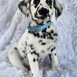 Nirvana - White and black male Dalmatian puppy in Gray, Georgia from Fuller Spots