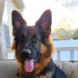 German Shepherd All Grown Up from Cairn's Shepherds