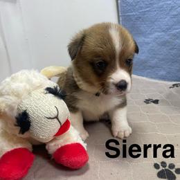 Sierra - Red female Pembroke Welsh Corgi puppy in Apison, Tennessee from Ashmore Corgis