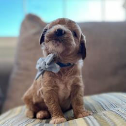 Mr blue - Parti male Goldendoodle puppy in Nampa, Idaho from Farmhouse Goldens