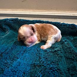 Girl 1 - Blenheim female Cavalier King Charles Spaniel puppy in Honeyville, Utah from Mike and Brandice Brown Performance Animals