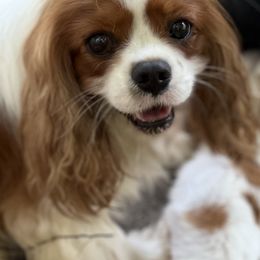 Brady - Cavalier King Charles Spaniel