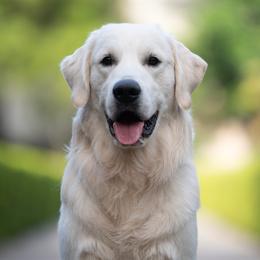 Henry - Light golden male Golden Retriever puppy in Menifee, California from The Golden Leash Kennels