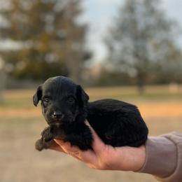 Green collar - Black tri-color male Aussiedoodle puppy in Fairmount, Georgia from Muscadine Meadows Farm