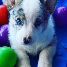 American Corgis and Pembroke Welsh Corgis from Royal Blue Corgis