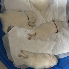 Samoyed Puppies from Sandy Decker