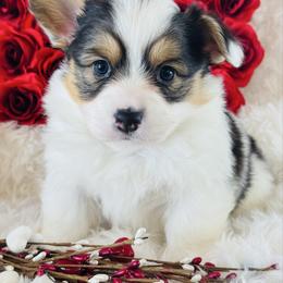 Cutie Pie - Black and tan female Pembroke Welsh Corgi puppy in Muldrow, Oklahoma from Dean’s Rustic Ranch Corgis and Horses