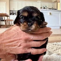 Wrangler - Black and tan male Cavalier King Charles Spaniel puppy in Riverside, California from Mia Loves Kingston Cavaliers