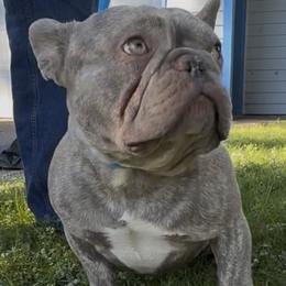 French Bulldog puppies from Best Friend standard Frenchies