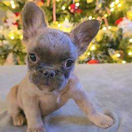 French Bulldog Puppies from Michelle's French Bulldogs