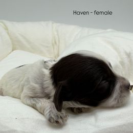 Haven - Chocolate female Australian Labradoodle puppy in Denton, Texas from Liberty Hill Labradoodles