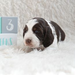 Bourbon - English Springer Spaniel puppy from Spellcraft Springers