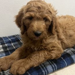 Boy 2 - Bernedoodle puppy in Oklahoma from Prairie Bernedoodles