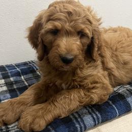 Boy 2 - Bernedoodle puppy in Oklahoma from Prairie Bernedoodles