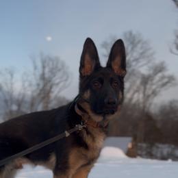 Ace - Bi-color male German Shepherd puppy in Lexington, Virginia from Stahlhaus ( Previously Buffelbach Farmstead Shepherds)