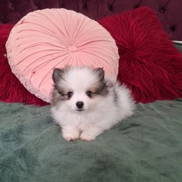 Dino - Tri-colored male Pomeranian puppy in Tampa, Florida from Diana's Pomeranians