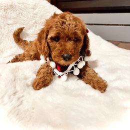 Bernedoodle, Goldendoodle, and Sheepadoodle Puppies from Maplesierradoodles