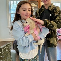 Dachshund Puppies from Heart 2 Heart Puppies